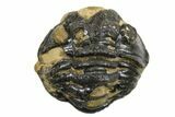 Enrolled Phacopid (Acastoides) Trilobite - Foum Zguid, Morocco #296575-2